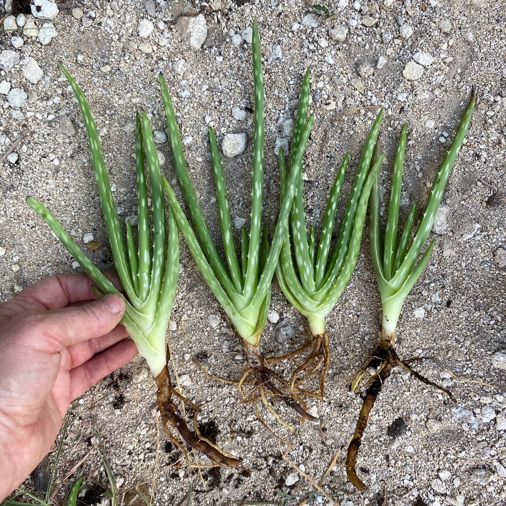 Aloe Vera Plants/Succulents